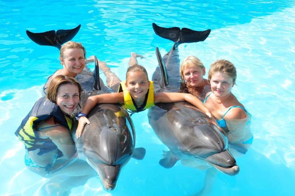 Dolphin Show
